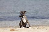 WHIPPET 308